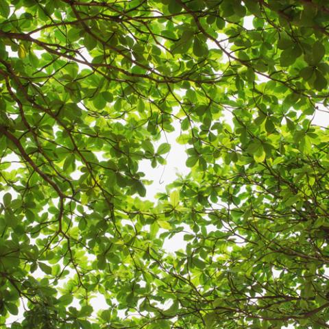 bos bladerdek van onderuit bekeken